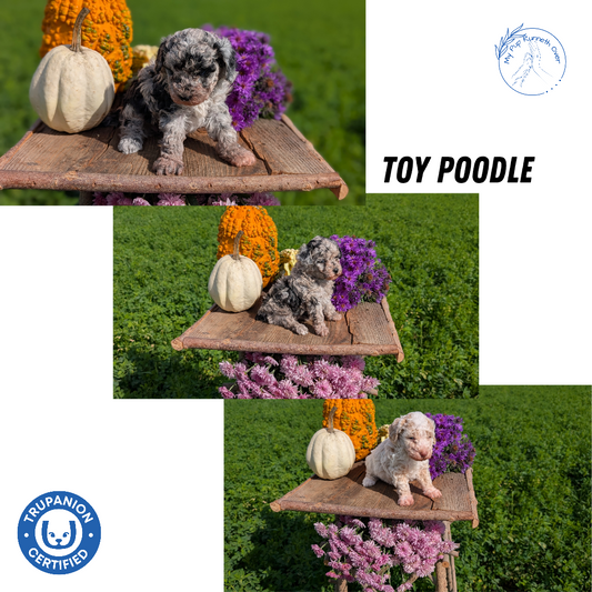 TOY POODLE (08/28) FEMALE