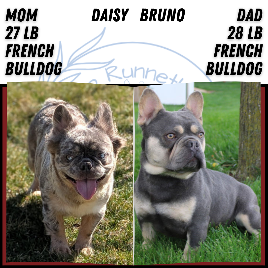 FRENCH BULLDOG (FEB 21) FEMALE