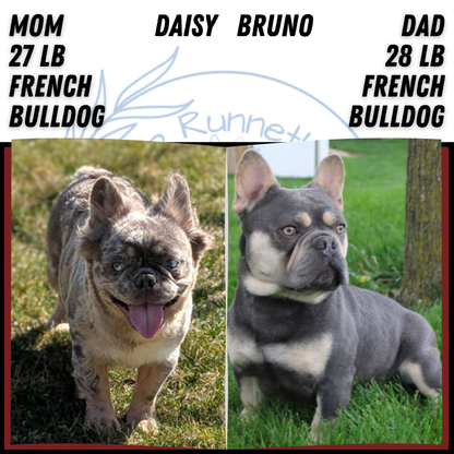 FRENCH BULLDOG (FEB 21) FEMALE