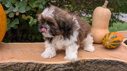 SHIH TZU (08/19) MALE