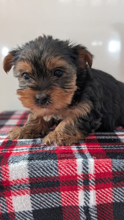YORKSHIRE TERRIER (DEC 20) FEMALES