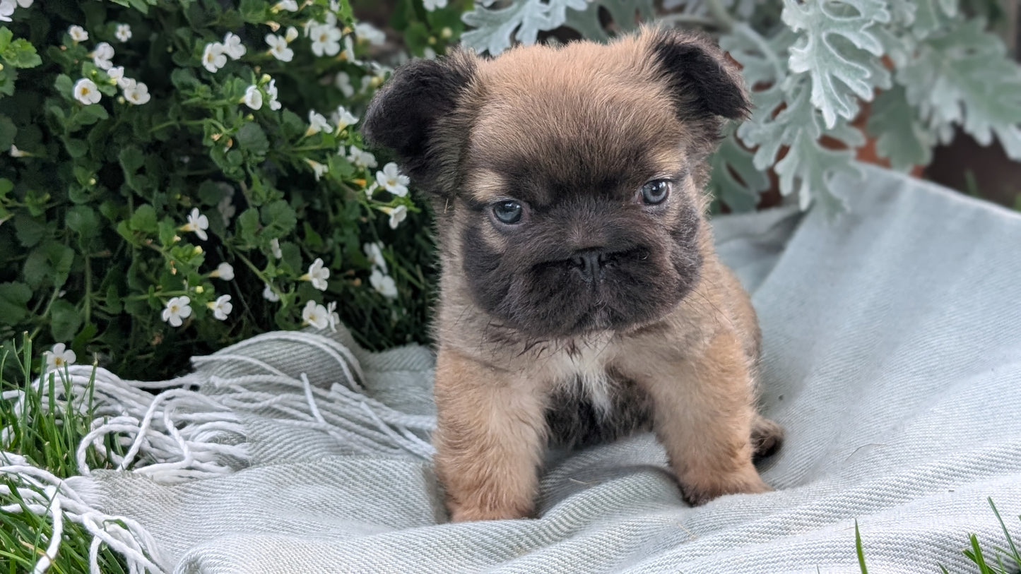 FRENCH BULLDOG (MAY 26) FEMALE