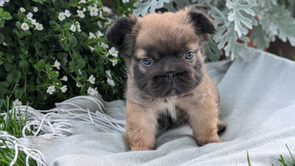 FRENCH BULLDOG (MAY 26) FEMALE