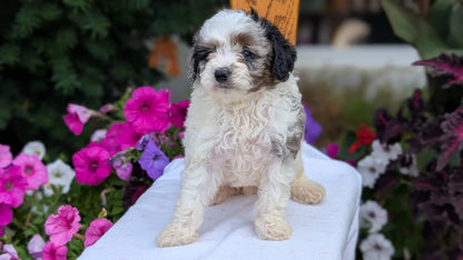 MALTIPOO (JUN 11) MALES