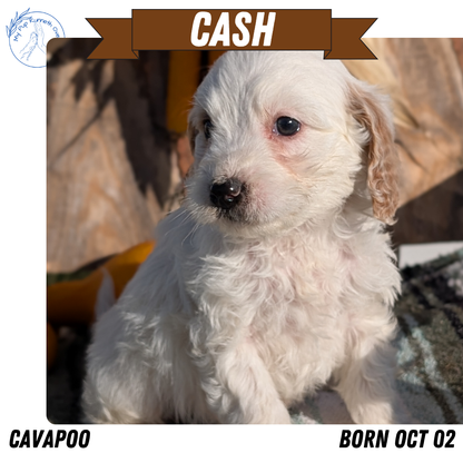 CAVAPOO (OCT 02) MALES