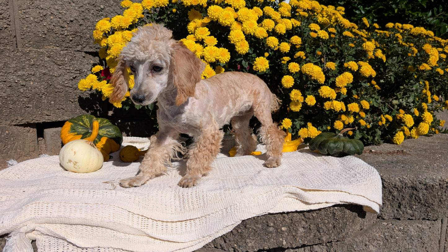 MINI POODLE (05/19) FEMALE