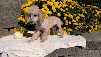 MINI POODLE (05/19) FEMALE