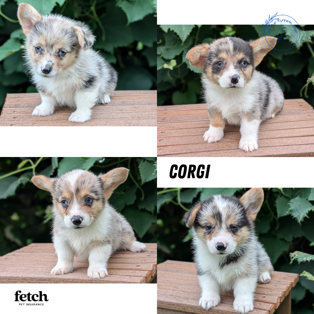 CORGI (JUN 22) FEMALE
