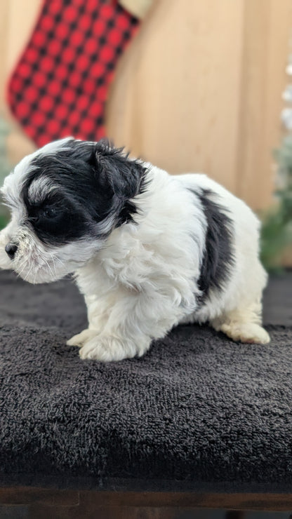 HAVANESE (OCT 25) MALES