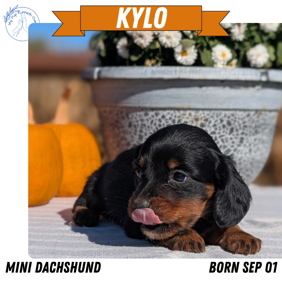 MINI DACHSHUND (09/01) MALE