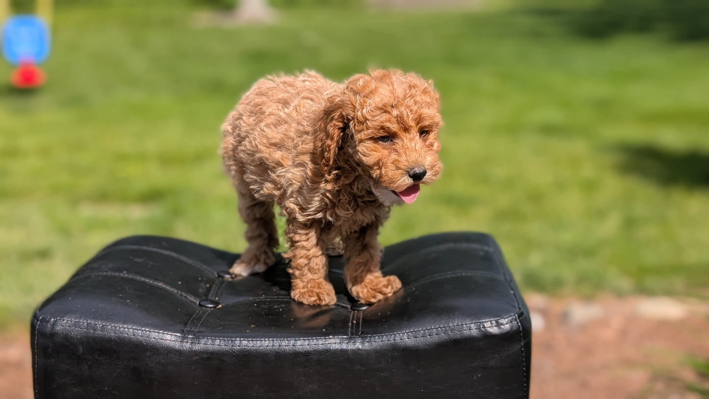 MINI POODLE (APR 03) FEMALES