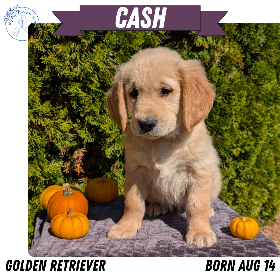 GOLDEN RETRIEVER (08/14) MALE