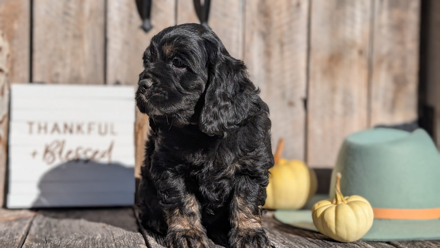 COCKER SPANIEL (09/19) MALE