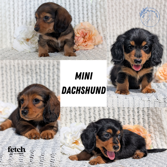 MINI DACHSHUNDS (JUL 05) 2 MALES/2 FEMALES