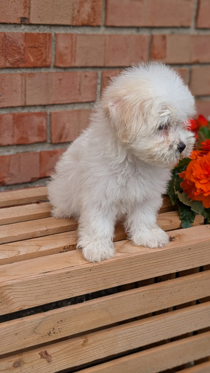 HAVANESE (MAY 14) MALES