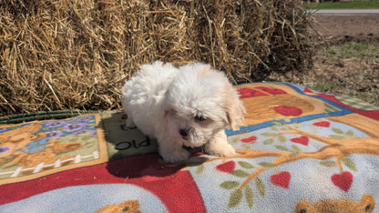 TEDDY BEAR (02/18) FEMALE