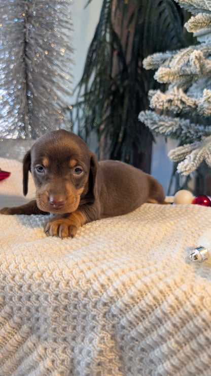 MINI DACHSHUND (NOV 16) MALES