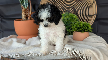 COCKAPOO (MAY 22) FEMALES