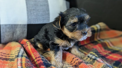 YORKSHIRE TERRIER (09/28) MALE