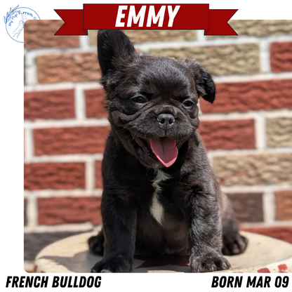 FRENCH BULLDOG (MAR 09) FEMALES