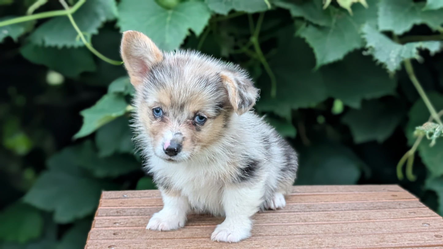 CORGI (JUN 22) FEMALE
