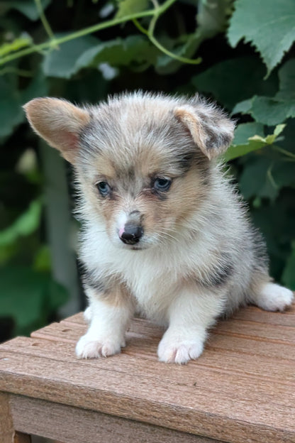 CORGI (JUN 22) FEMALE