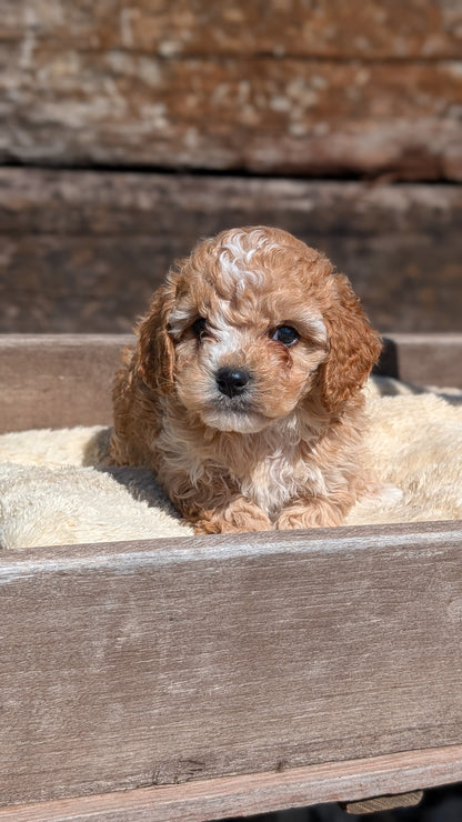 COCKAPOO (MAY 13) MALES