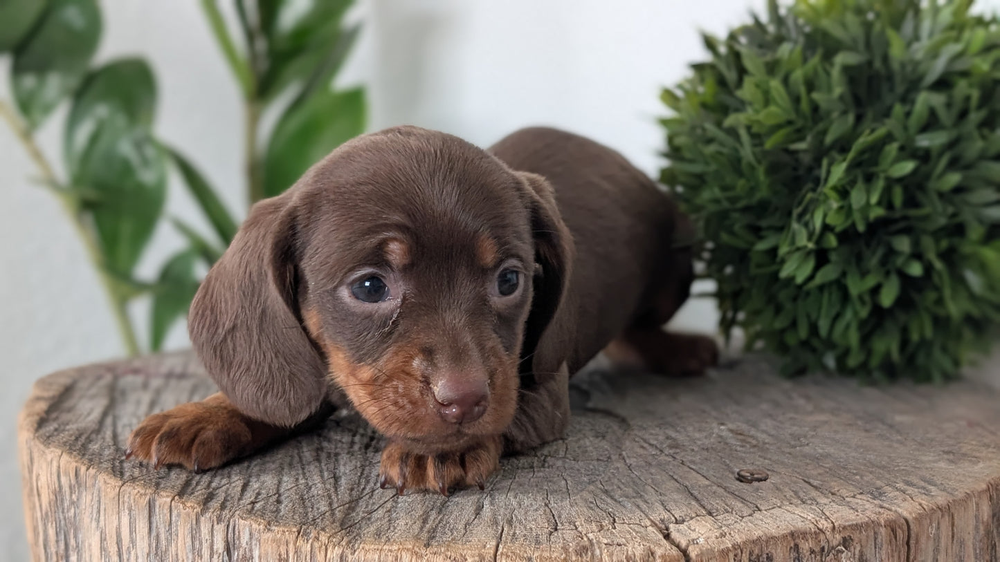 MINI DACHSHUND (09/22) FEMALE