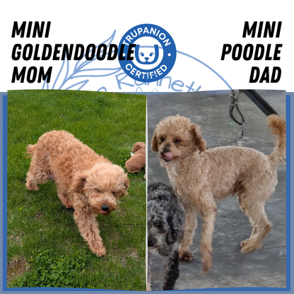 MINI GOLDENDOODLE (03/28) MALE