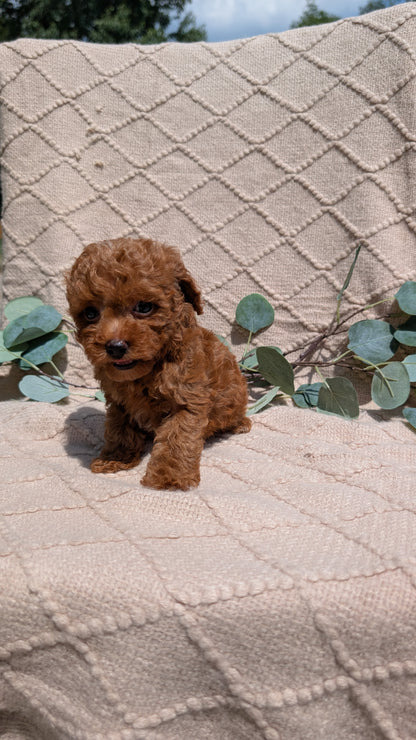 COCKAPOO (05/31) MALE