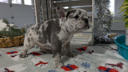 FRENCH BULLDOG (11/07) FEMALE