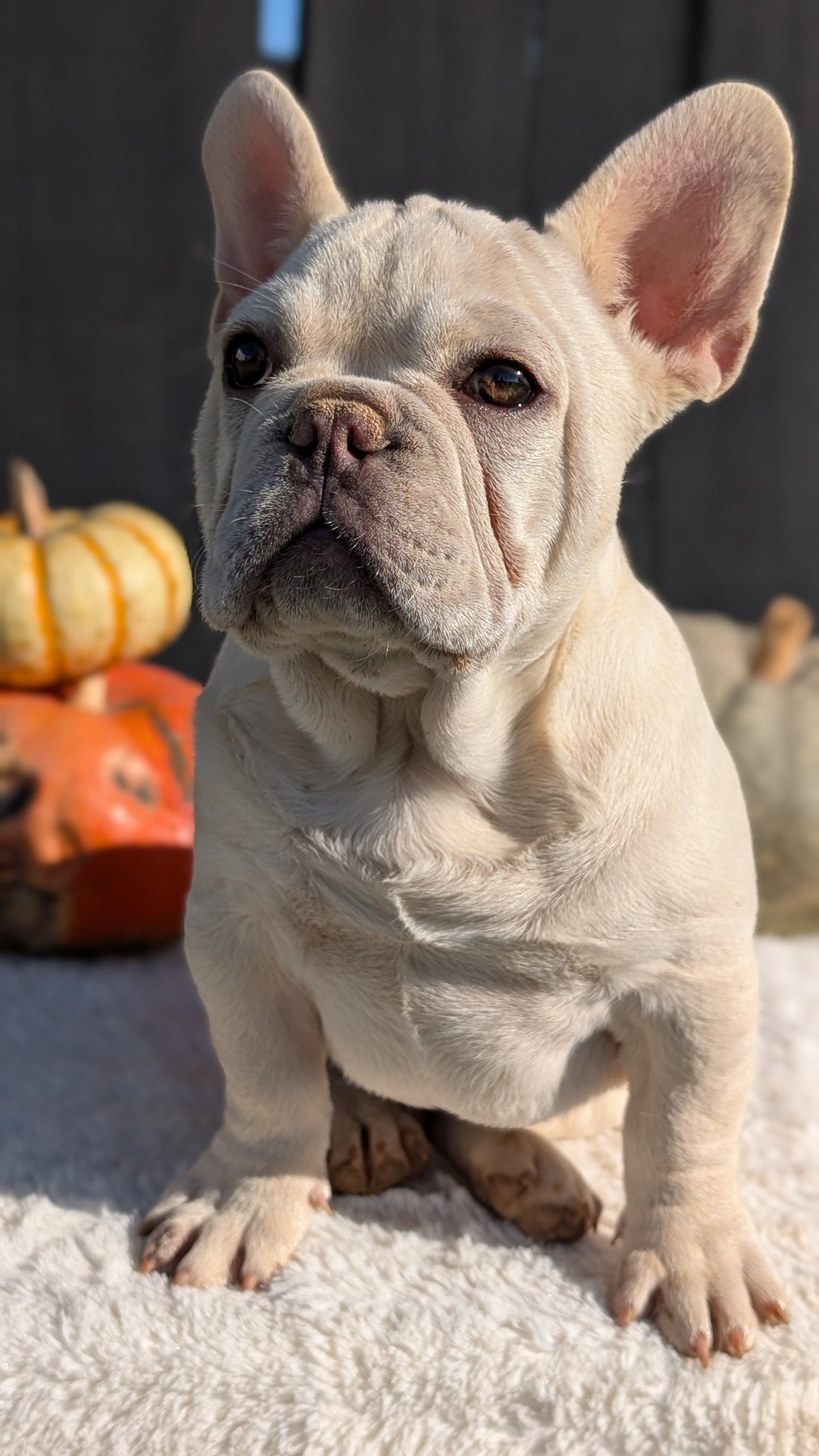 FRENCH BULLDOG (07/08) MALE