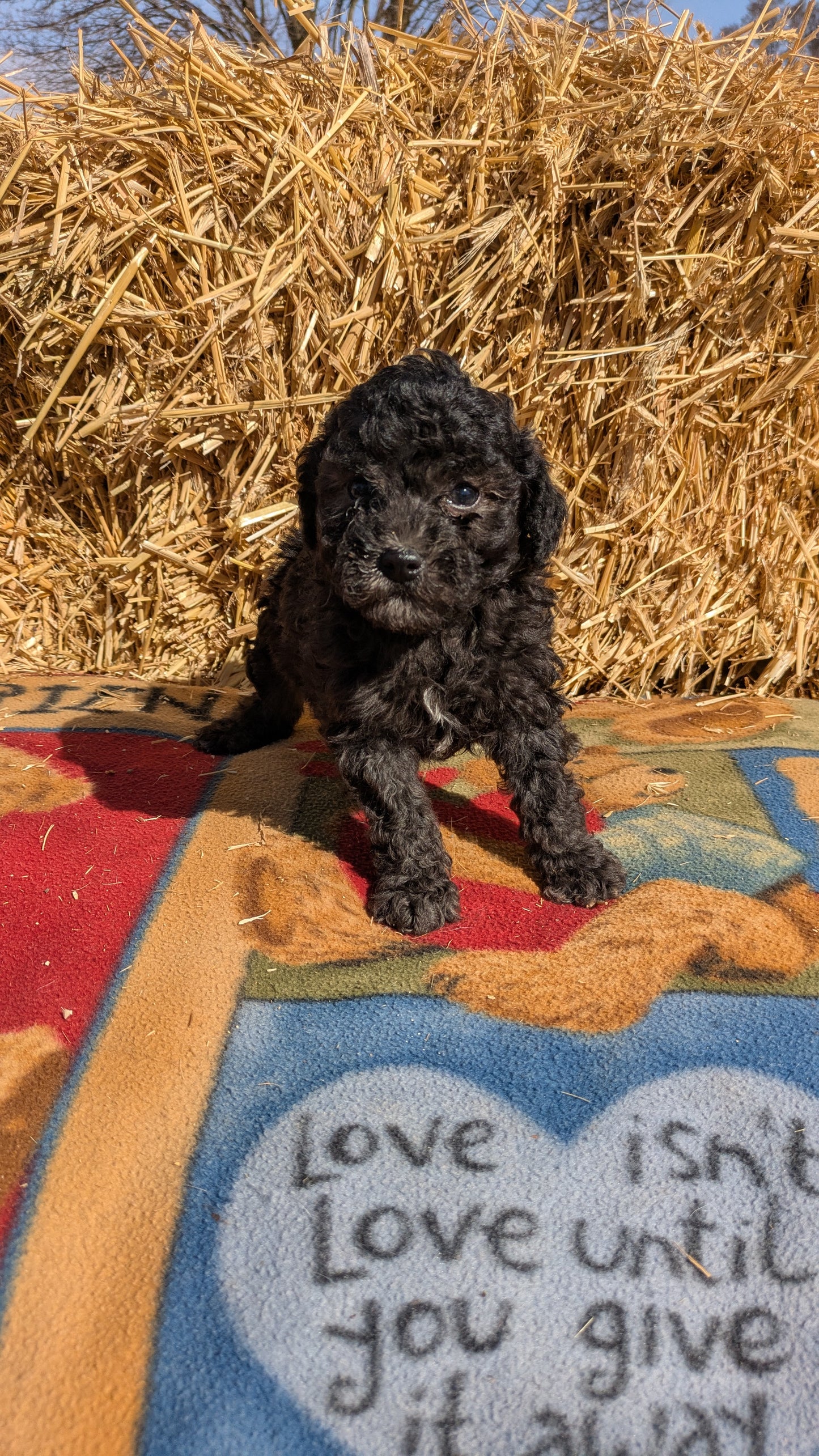 TOY POODLE (02/01) MALE