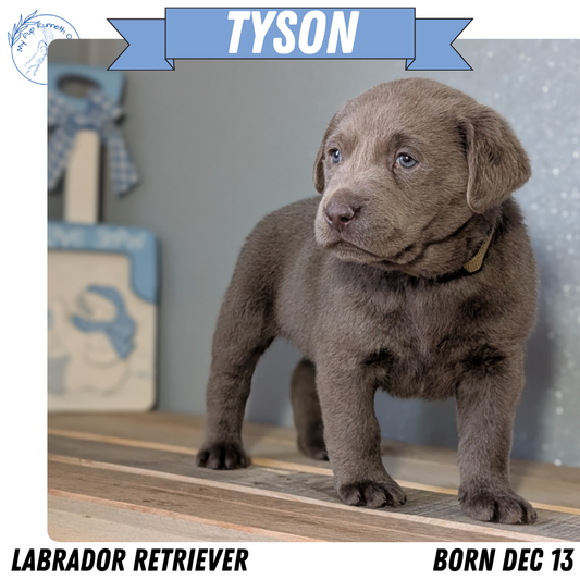 LABRADOR RETRIEVER (DEC 13) MALES