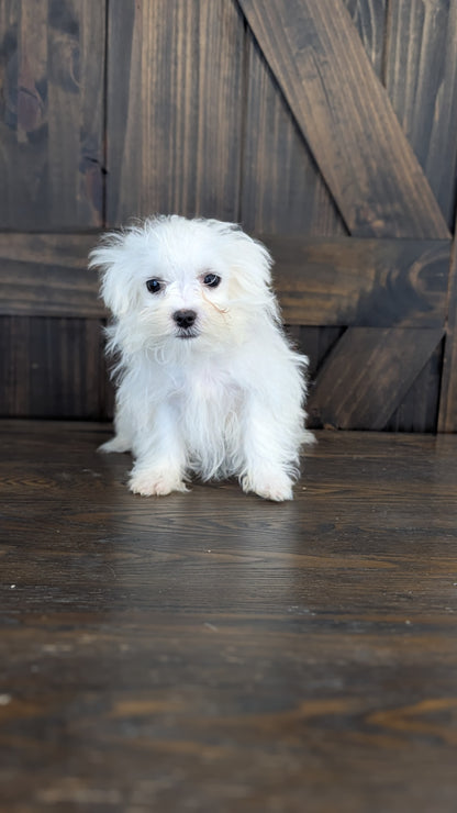 MALTESE (NOV 09) MALES