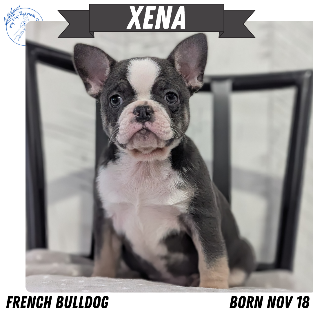 FRENCH BULLDOG (NOV 18) FEMALE