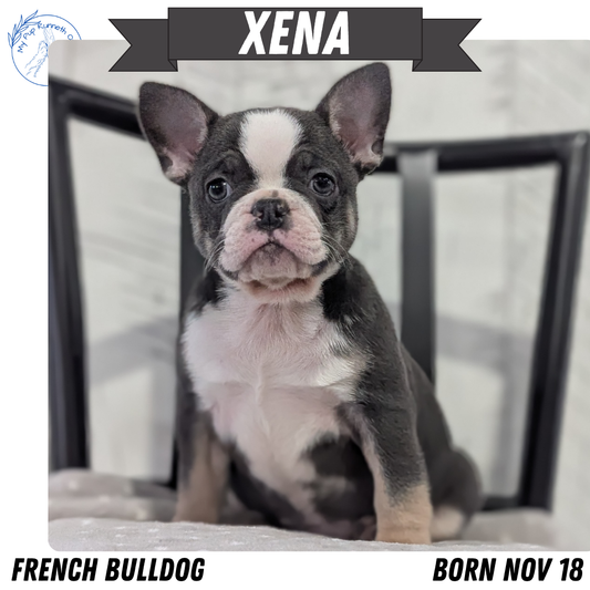 FRENCH BULLDOG (NOV 18) FEMALE