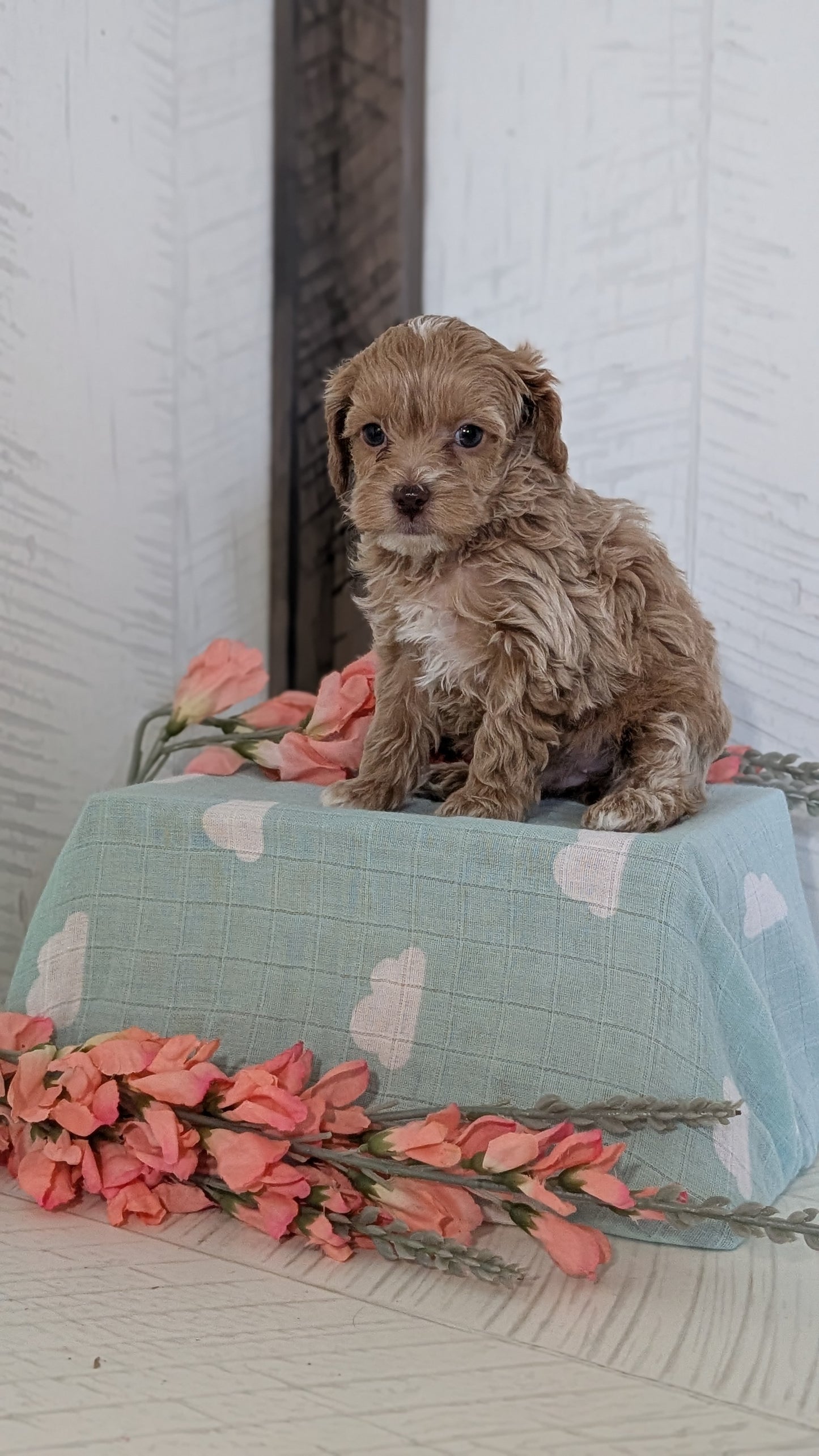 COCKAPOO (FEB 04) FEMALES