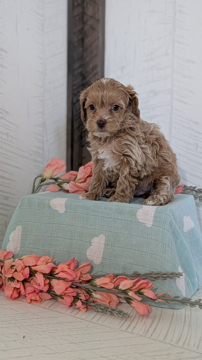 COCKAPOO (FEB 04) FEMALES
