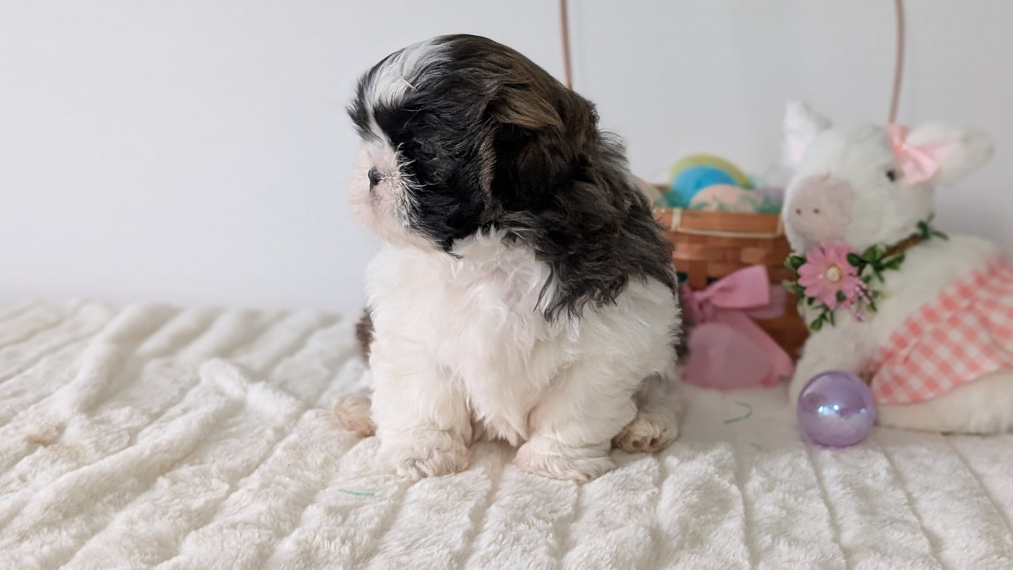 SHIH TZU (FEB 10) FEMALES