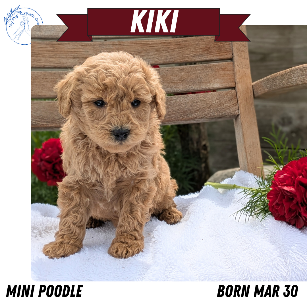MINI POODLE (03/30) FEMALE