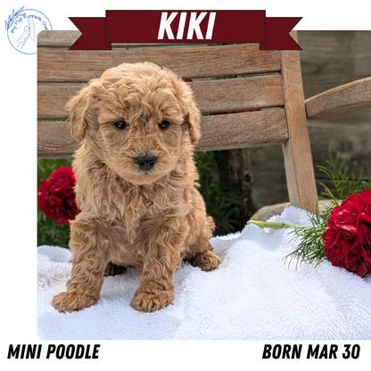 MINI POODLE (03/30) FEMALE