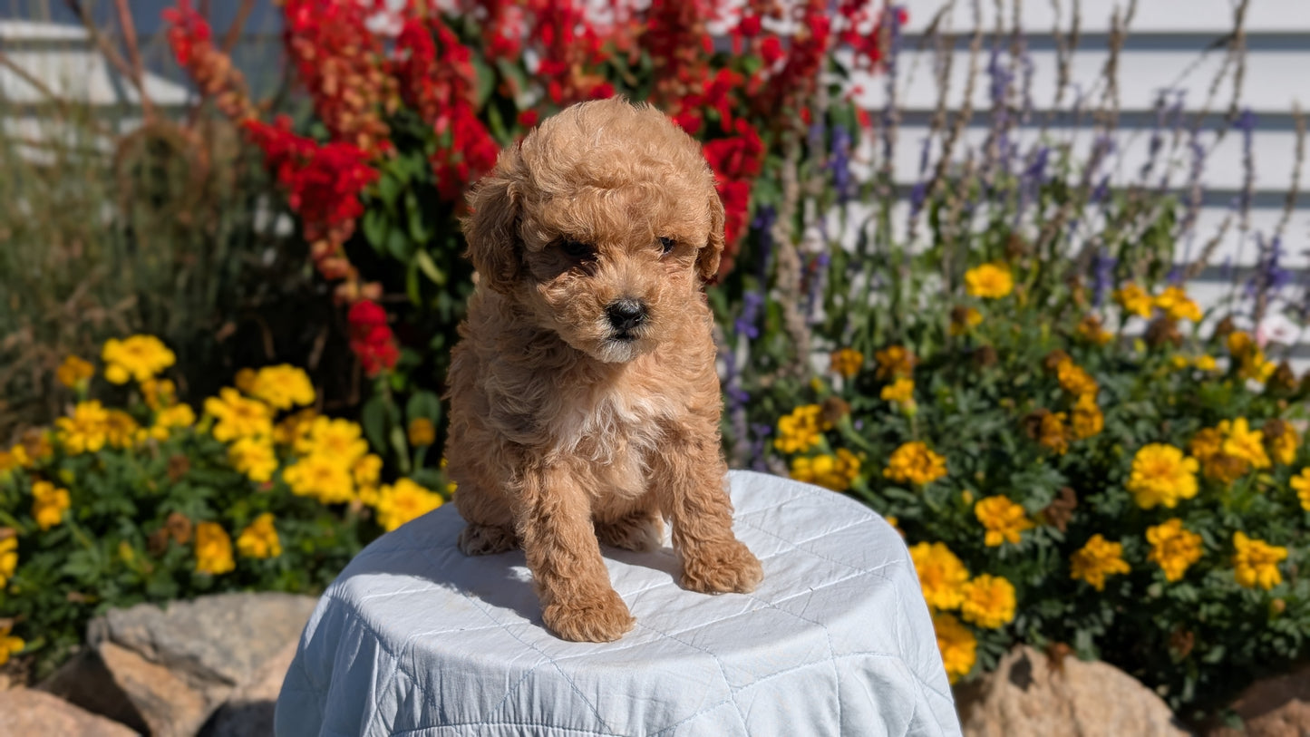 MINI GOLDENDOODLE (08/15) FEMALE