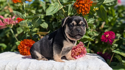 FRENCH BULLDOG (07/08) MALE