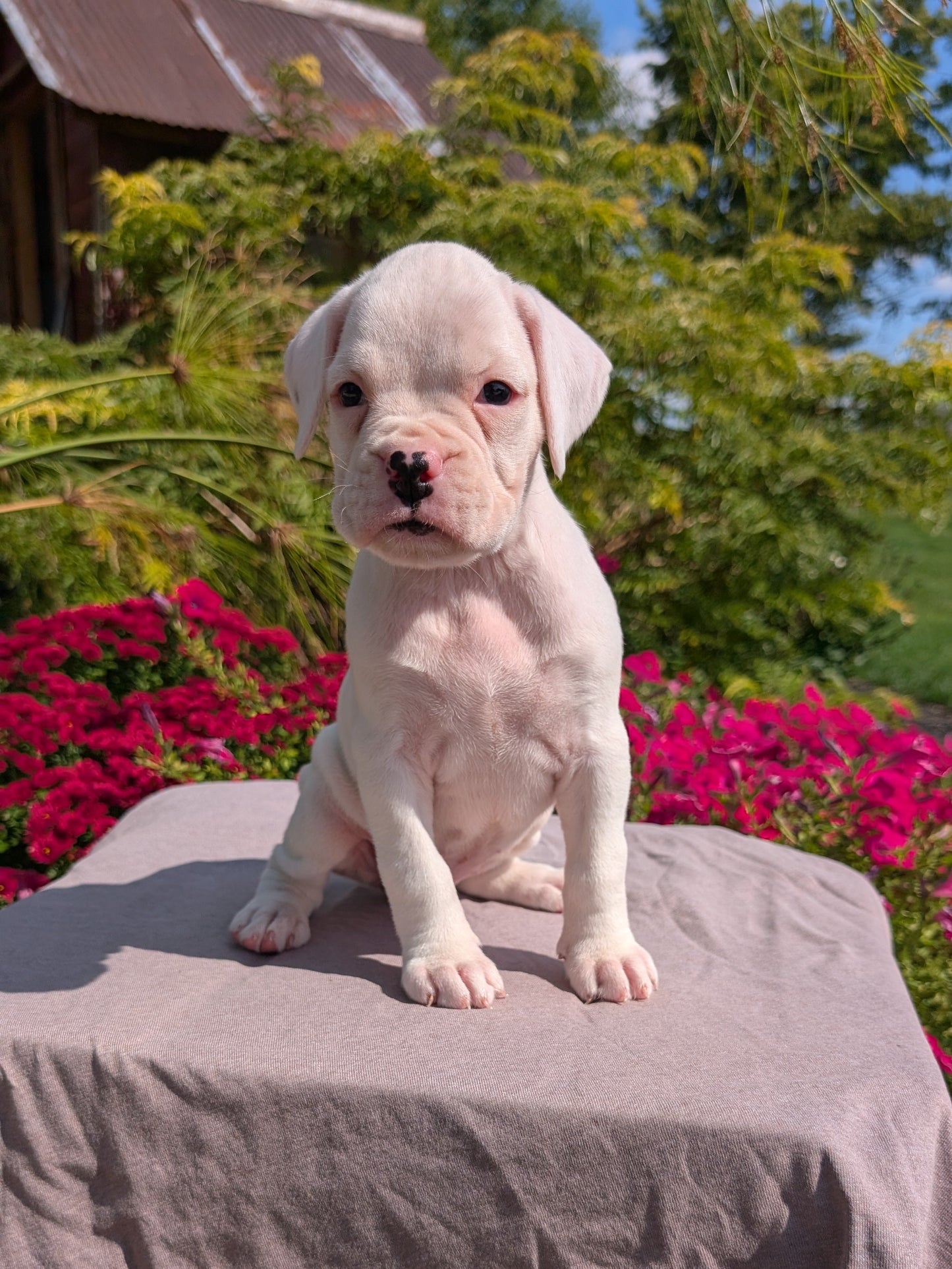 BOXER (08/20) FEMALE