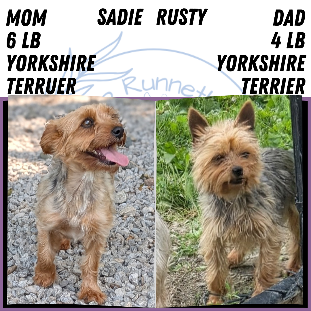 YORKSHIRE TERRIER (MAY 20) FEMALE