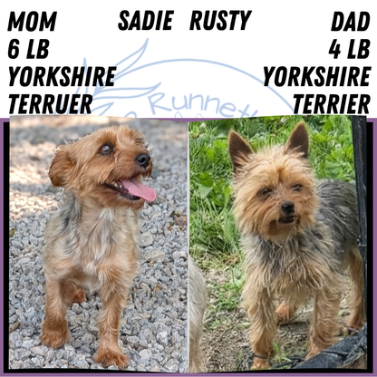 YORKSHIRE TERRIER (MAY 20) FEMALE