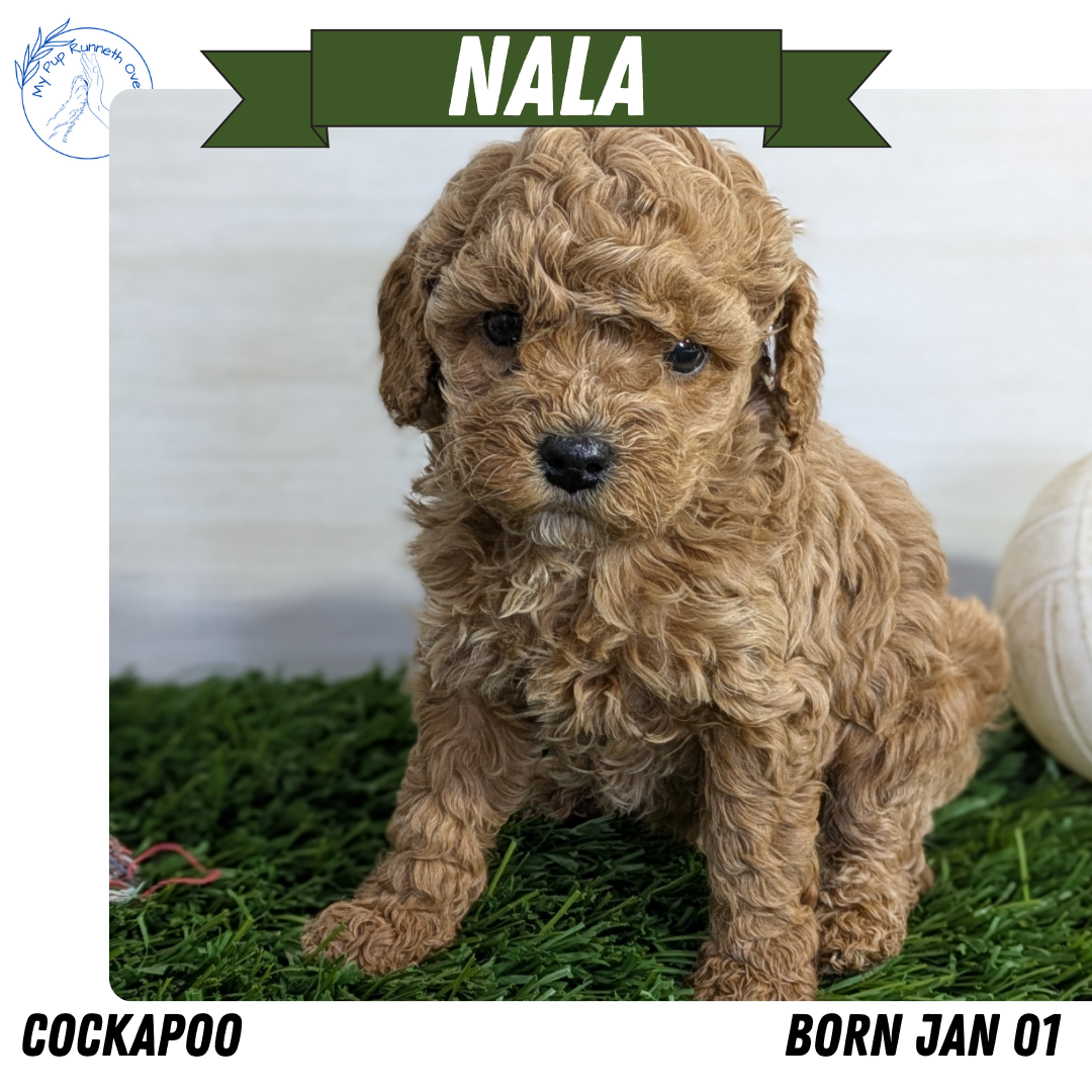 Cockapoo Chick COCKAPOO (01/01) FEMALE – My Pup Runneth Over