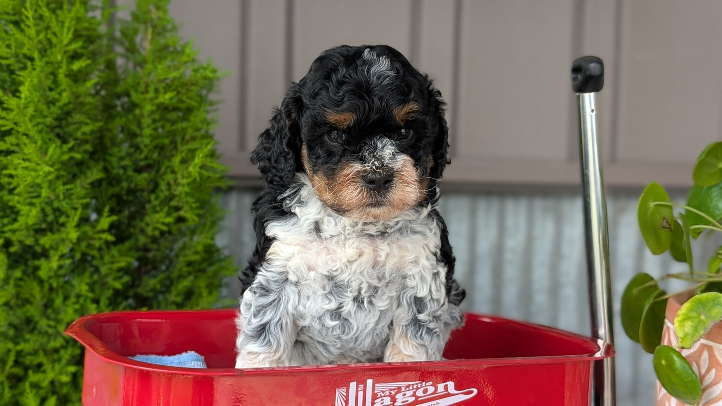 COCKAPOO (MAY 10) MALES