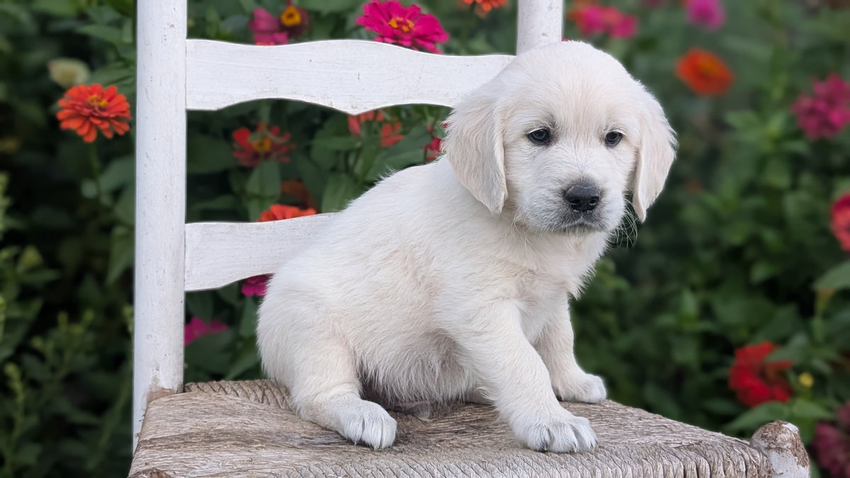ENGLISH CREAM RETRIEVER (AUG 19) 3 MALES/4 FEMALES